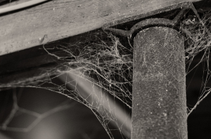 cobwebs