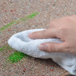 carpet cleaning services